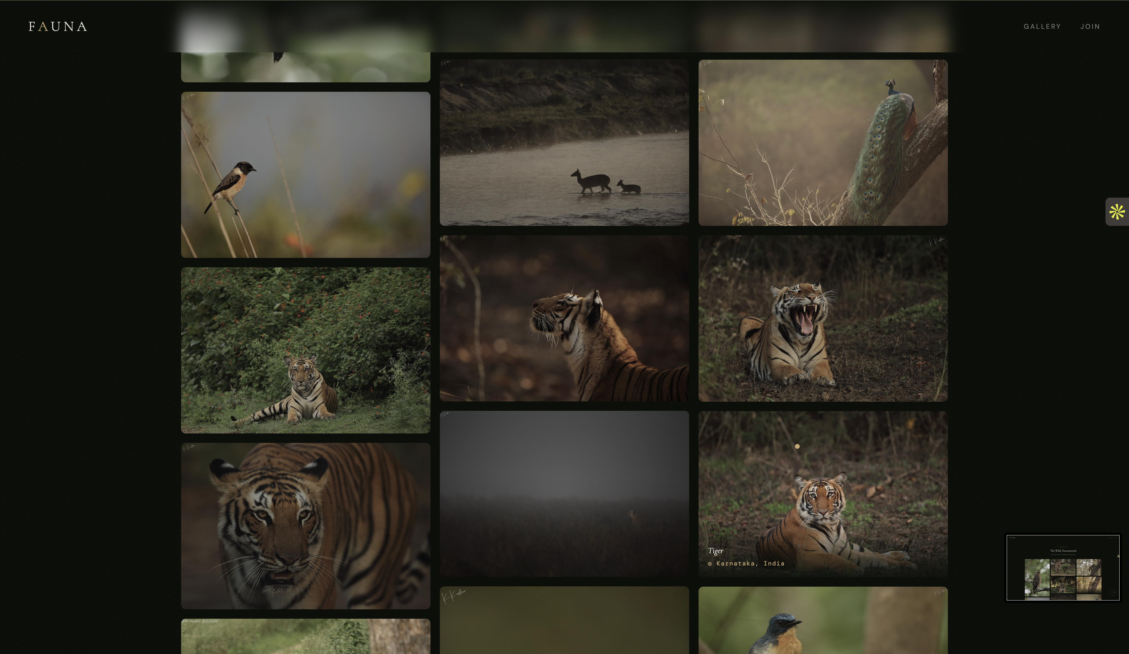 Fauna - Wildlife Social Media - Image4